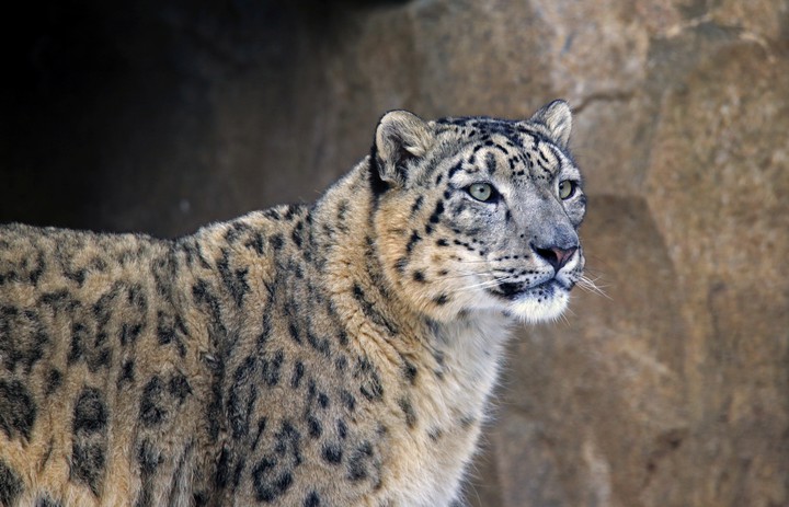 gorgeous snow leopard