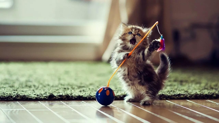 cat