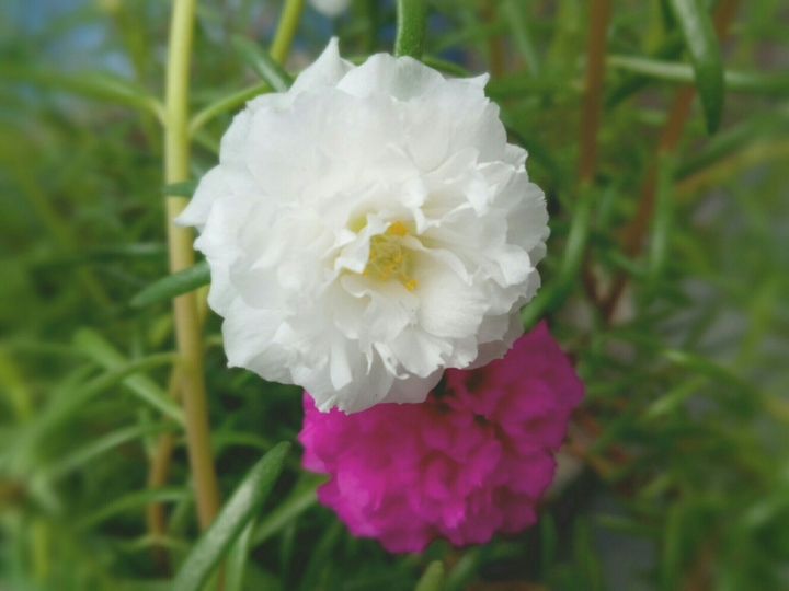 flowers