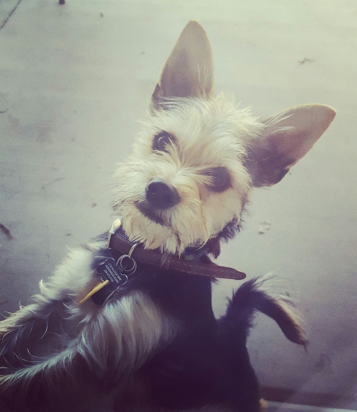 "let me in please...."-the dog