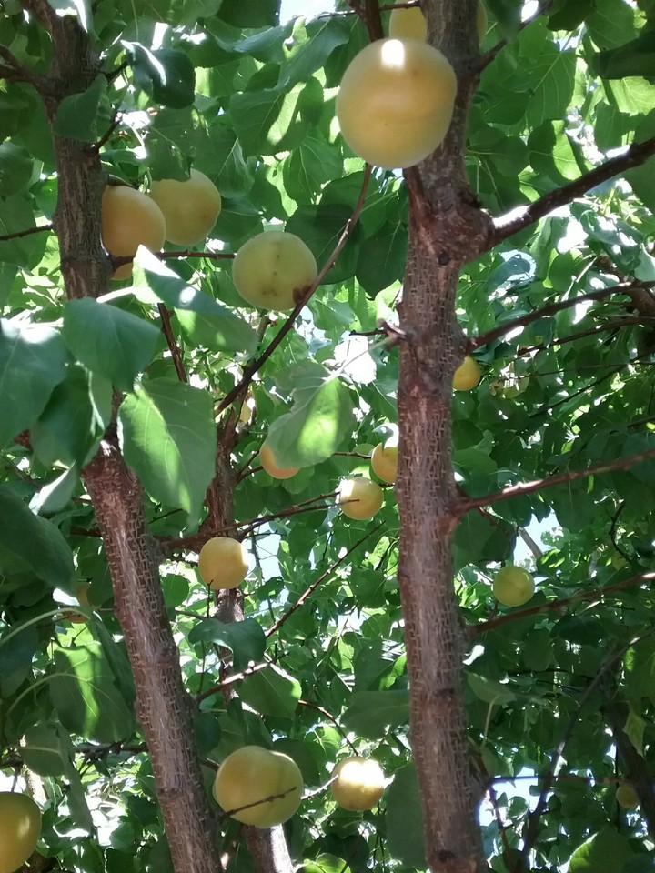 Happy apricot tree 4