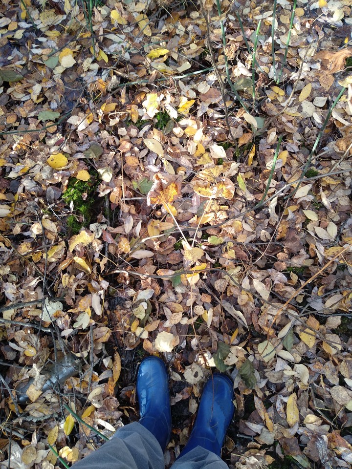 Autumn