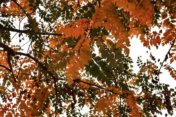 Autumn