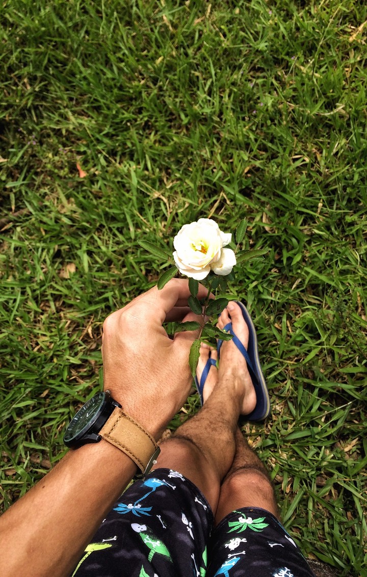 Uma Rosa para Alguém. Rose.