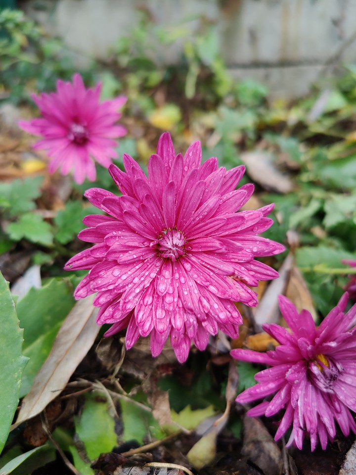 chrysanthemum