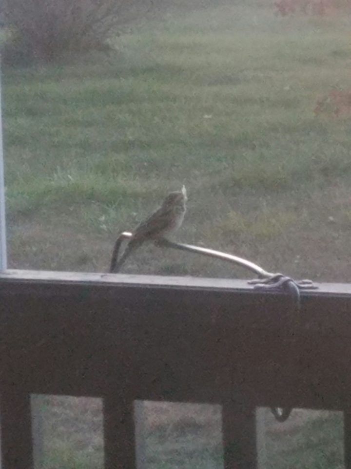 A Bird
