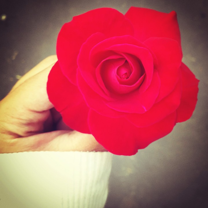 Just Rose