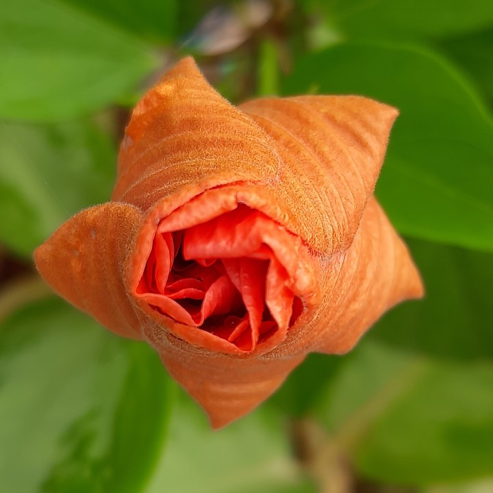 hibiscus