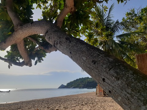 tapety tree, branch
