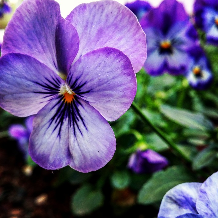 colourful nature