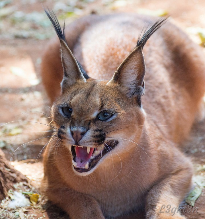 Clyde the Caracal
