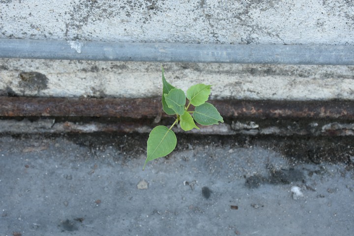 Nature is Natural
