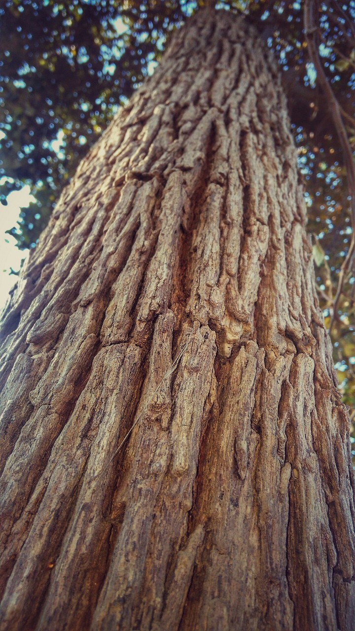 tree