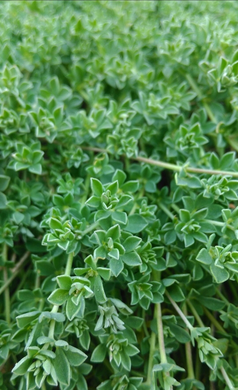 Green pt.2