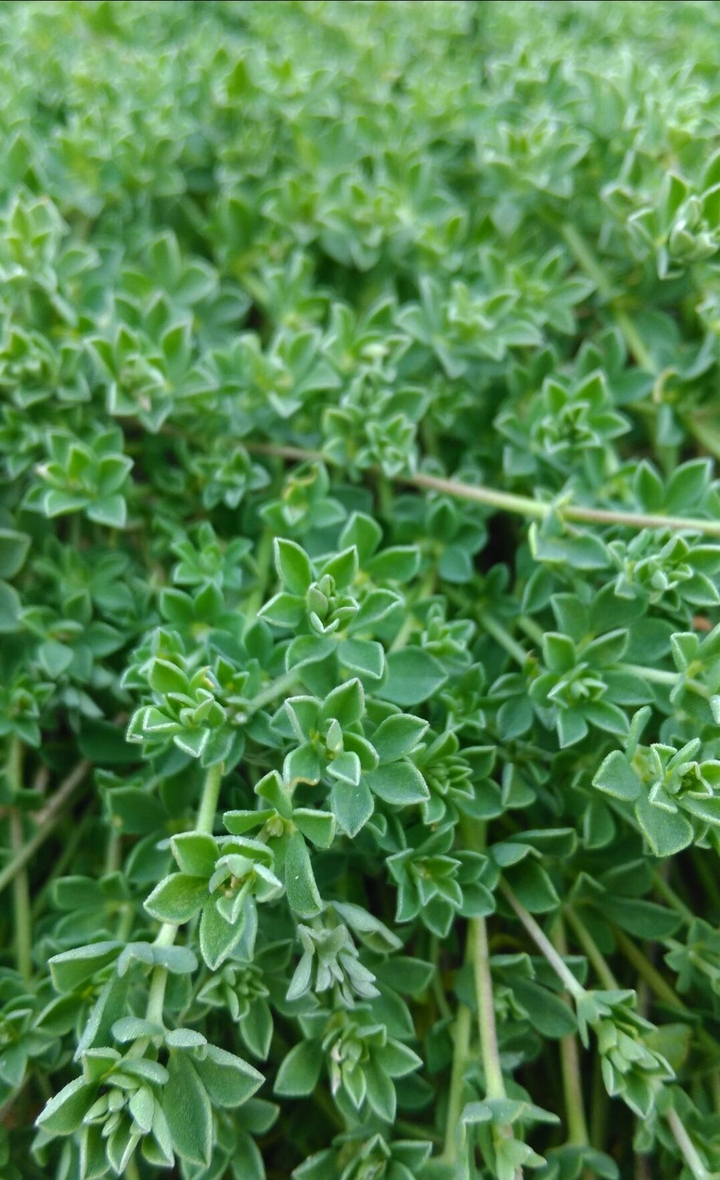 Green pt.2