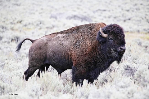 Buffalo