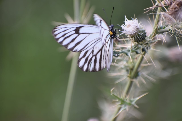 butterfly
