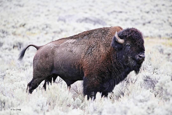 Buffalo