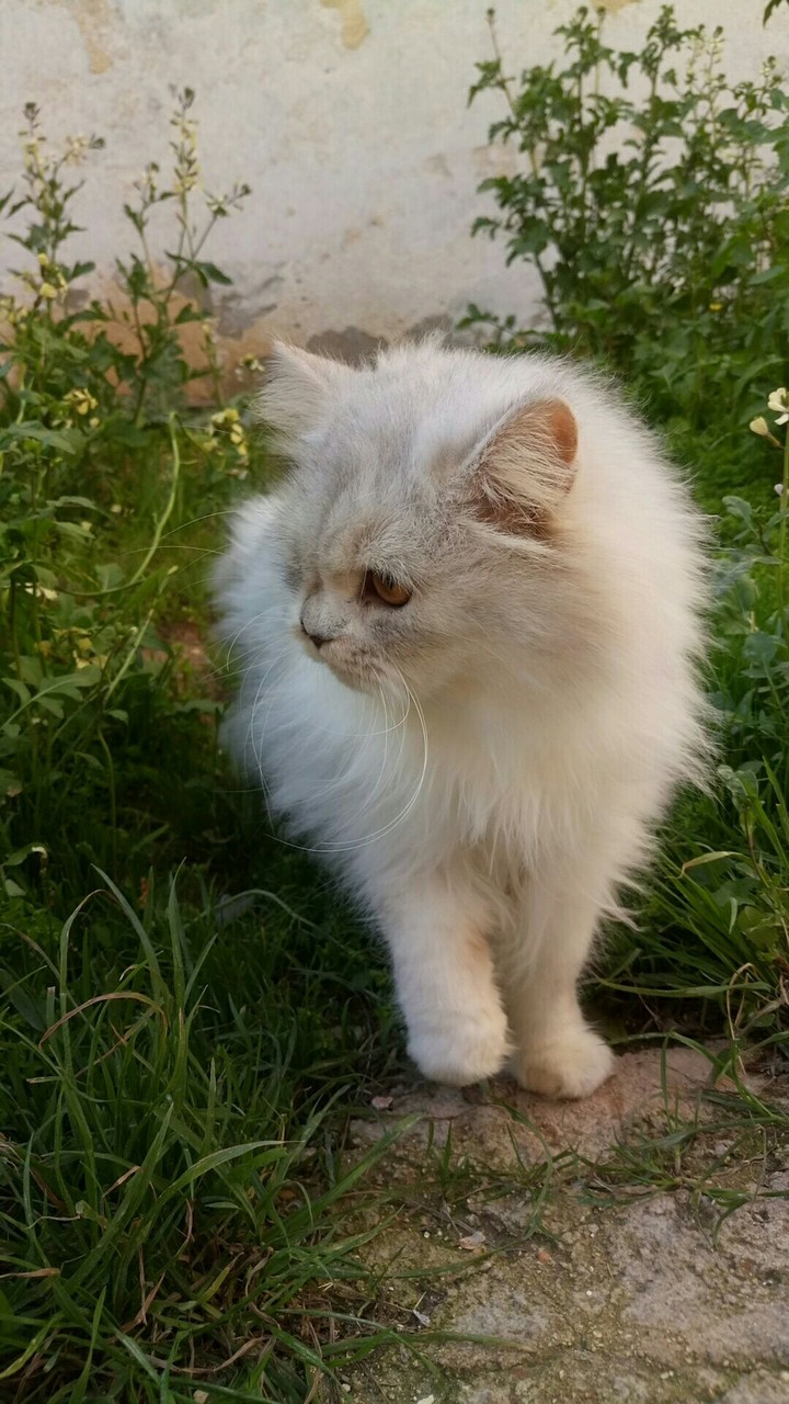 mesha 