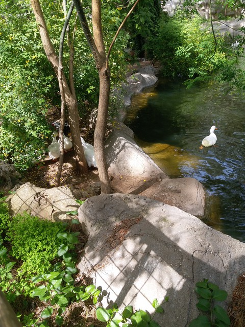 Duck in the pond