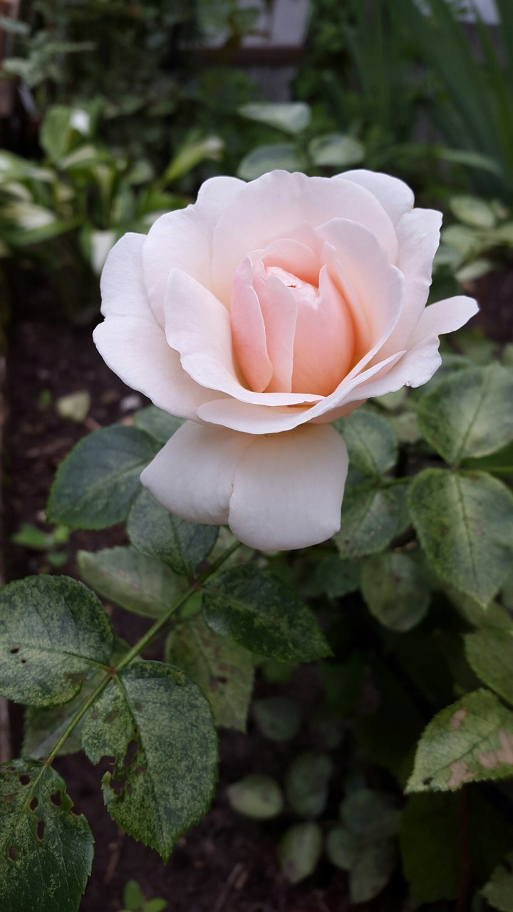 rose