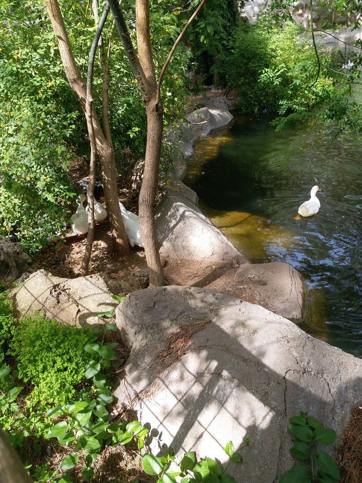 Duck in the pond