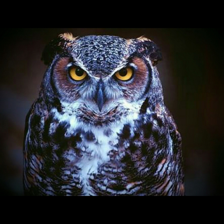 owl