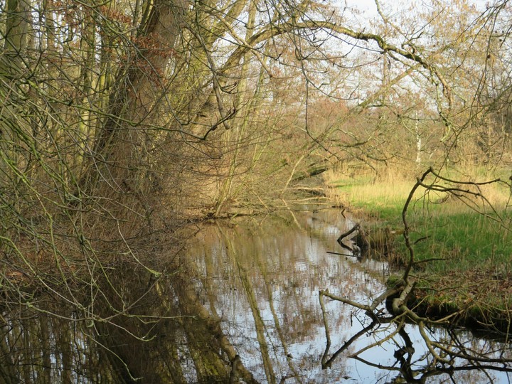 Trees