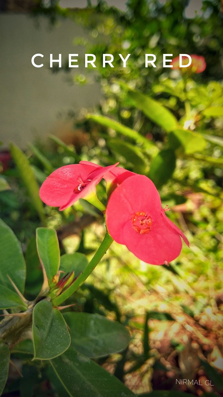 Red flower