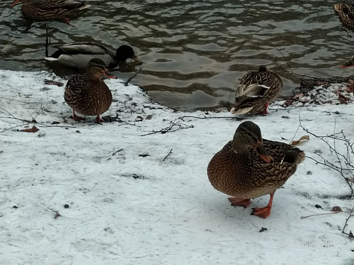 Утки на снегу / Ducks in the snow