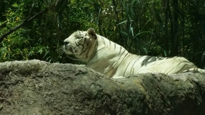 White stripes