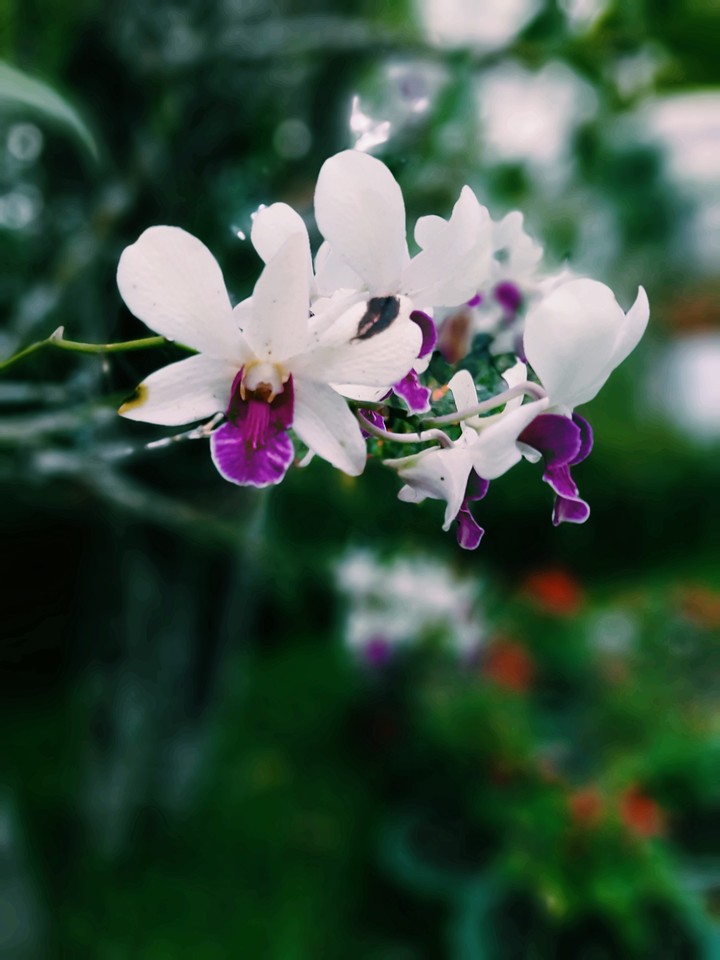 Orchid