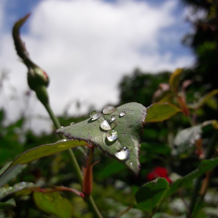 raindrops on leaf