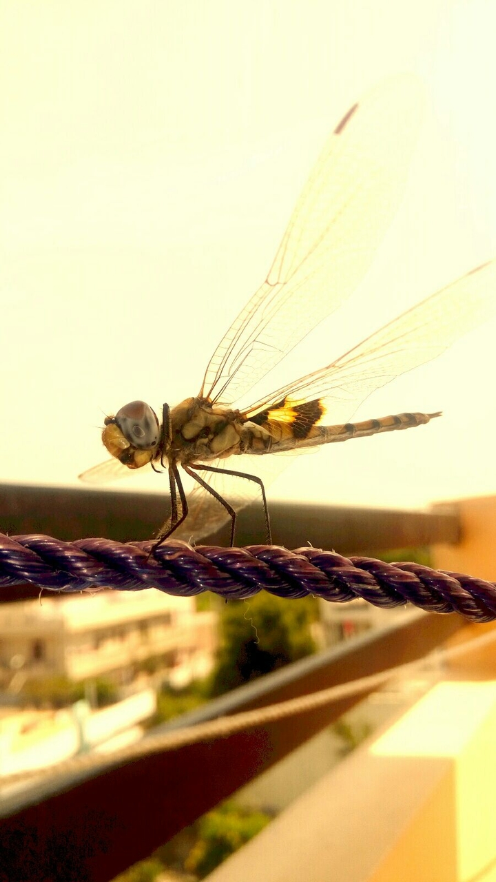 dragon fly