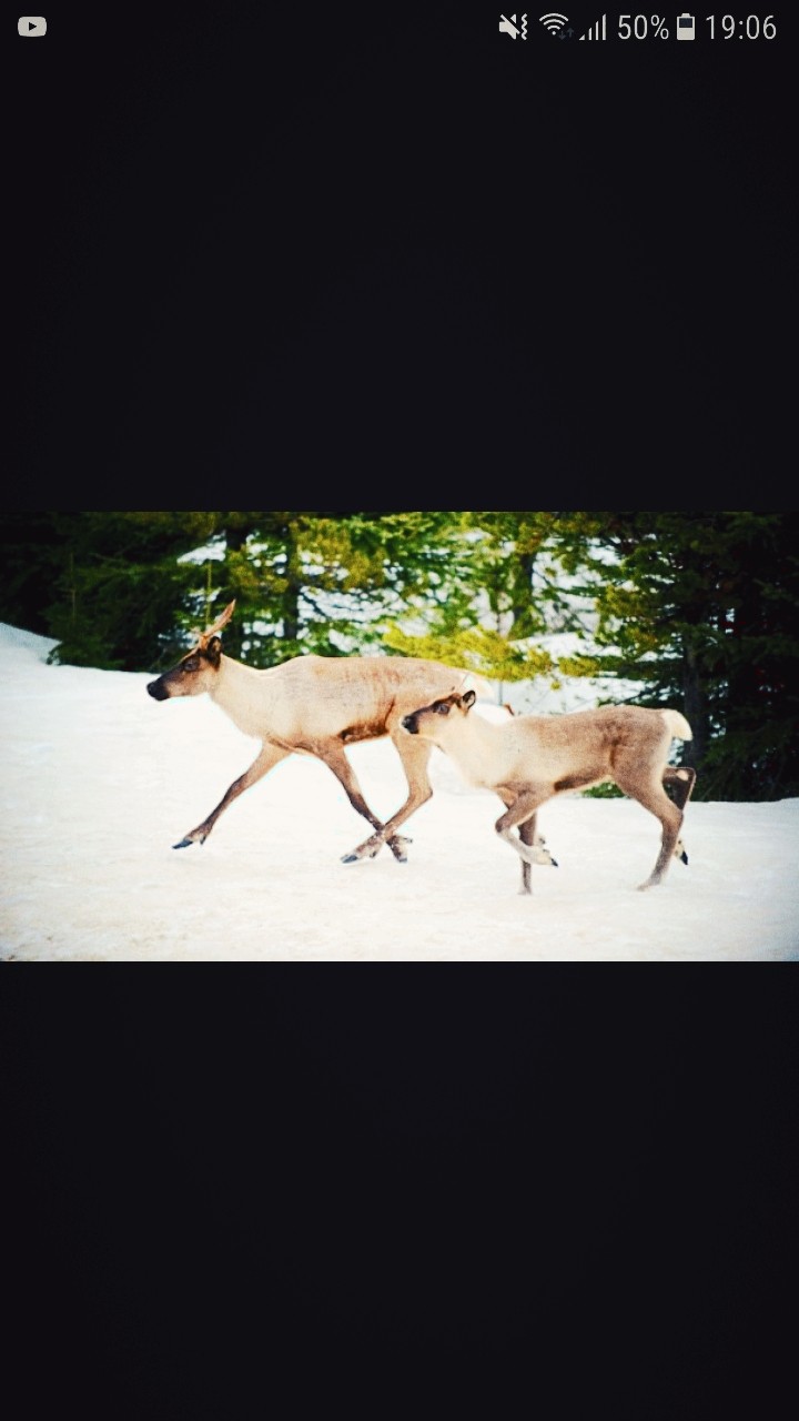 caribou