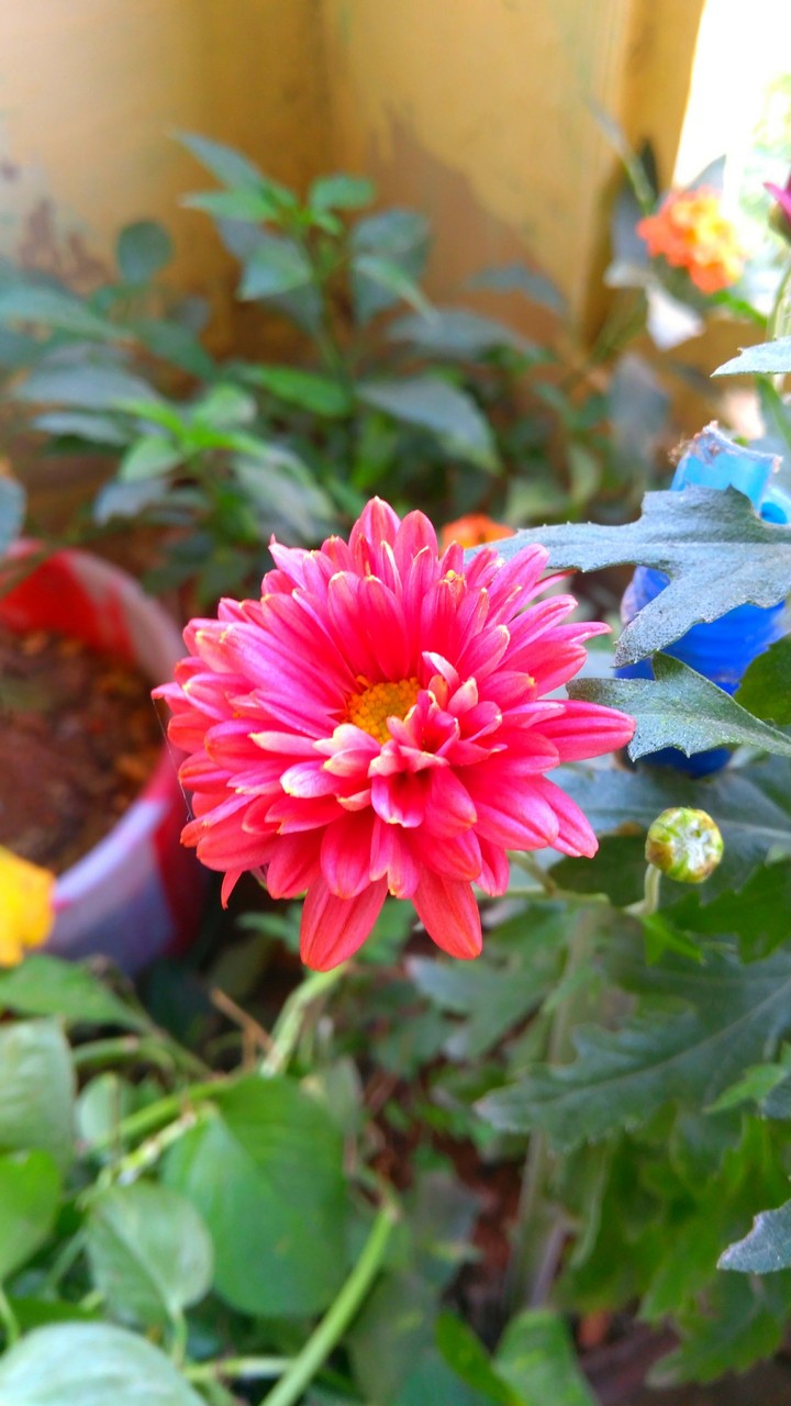 beautiful flower