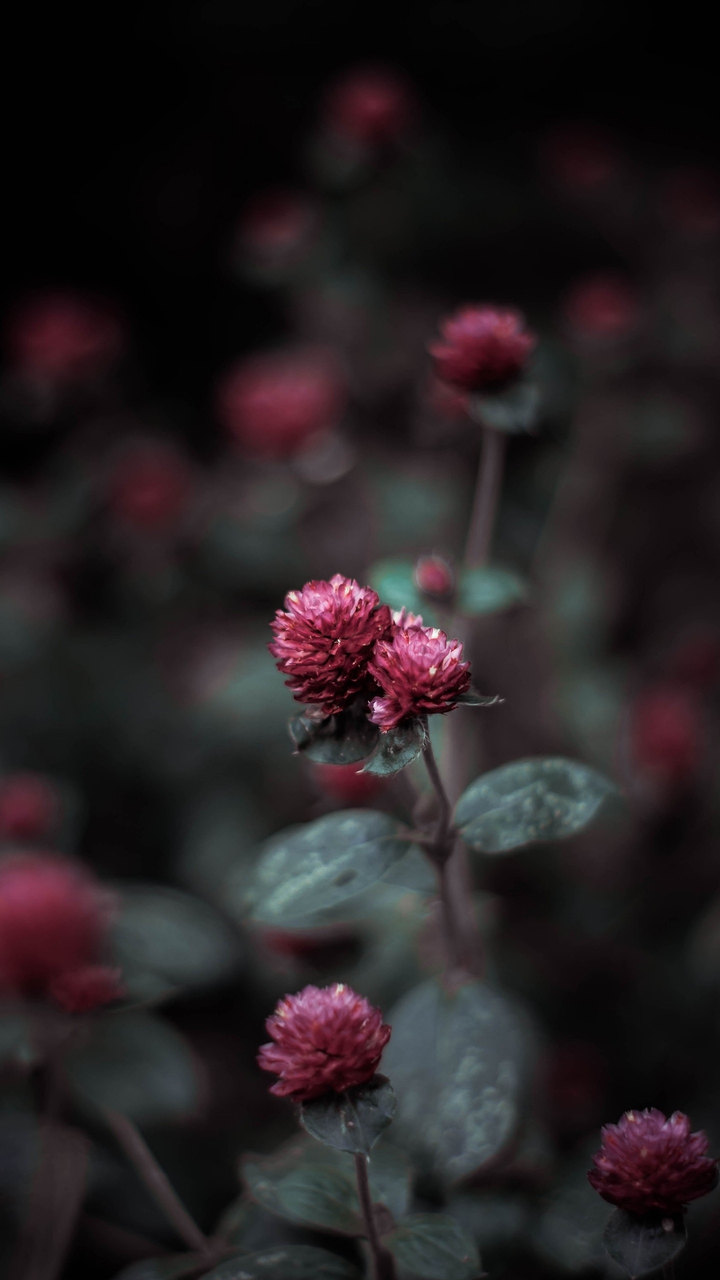 bella flor