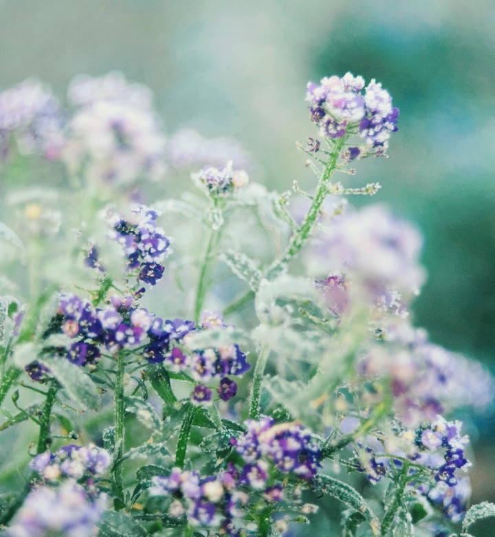 Flowers.