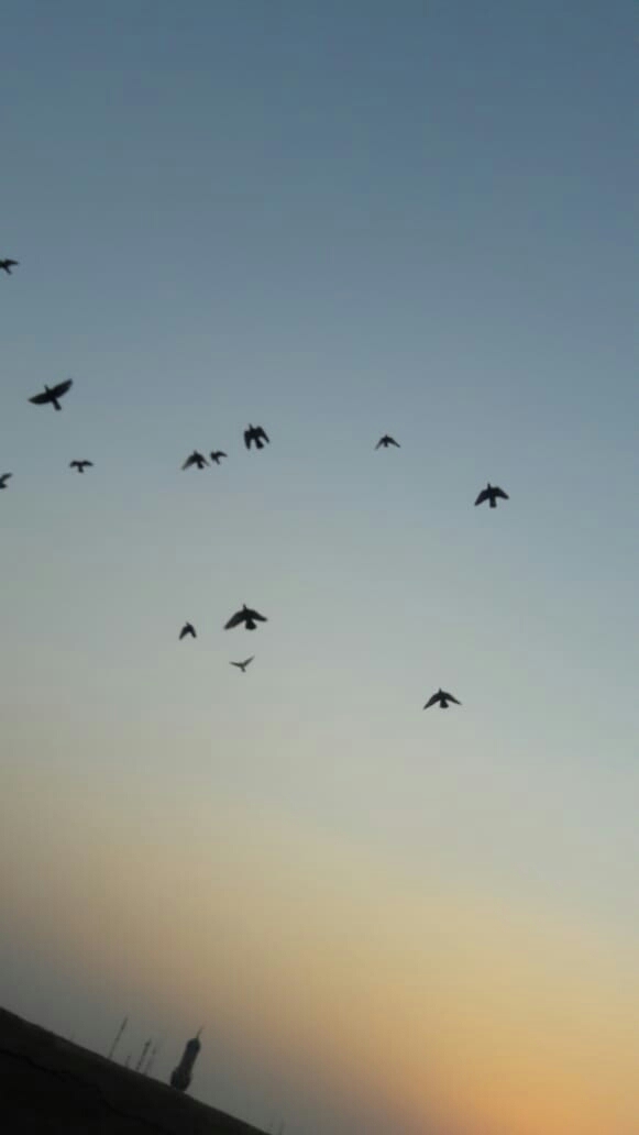 pigeons
