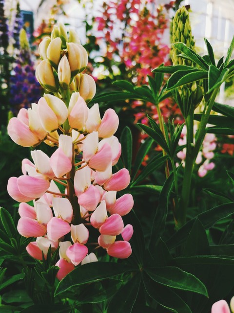 plant, lupin Hintergrundbilder