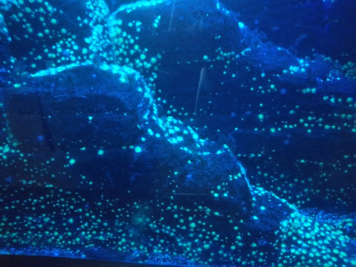 aquarium dream