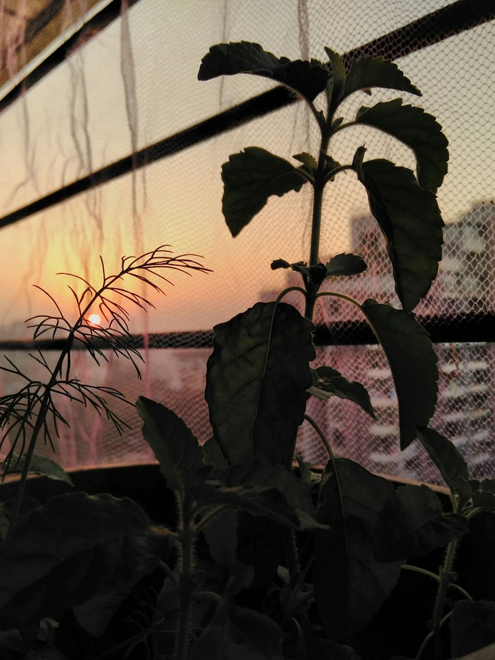 sunset with plants
