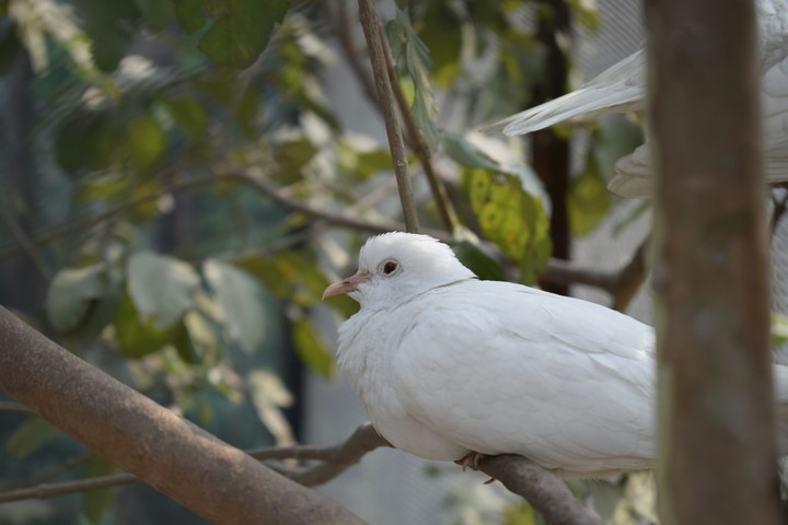 dove