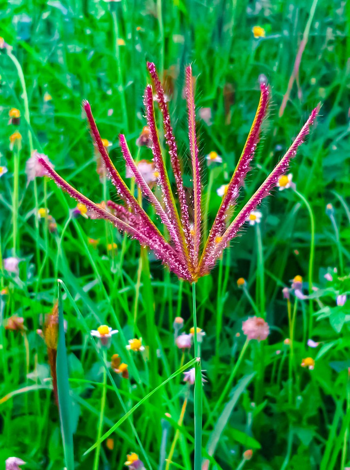Grass. flowers Garden. Nature