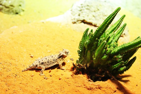Desert Lizard, Singapore Zoo
