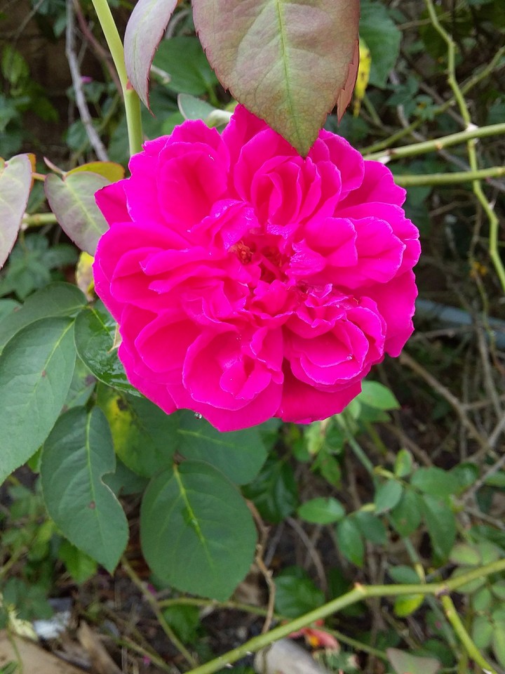 Flores