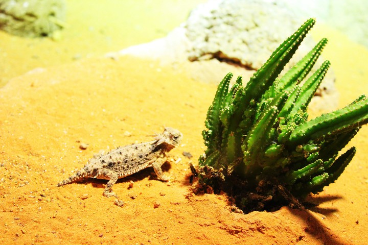 Desert Lizard, Singapore Zoo