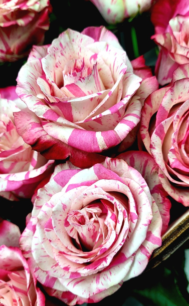 pink roses