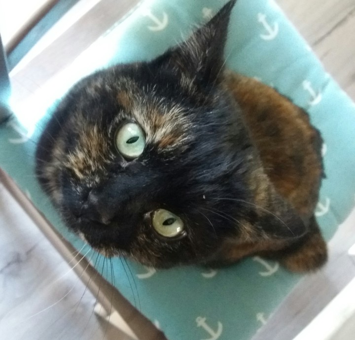 Gatto