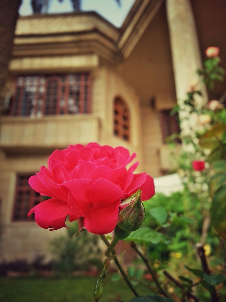red  flower